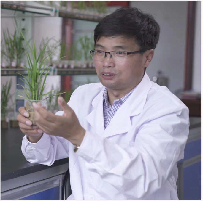 新疆国威农业科技研究院有限公司、无糖旱稻新品种培育专家彭国威